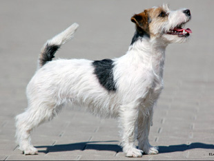 Jack Russell Terrier ve výstavním postoji