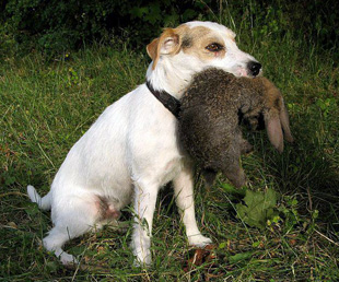 Parson Russell Terrier při aportu zajíce