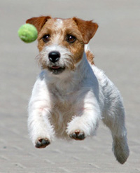 Jack Russell Terrier v akci