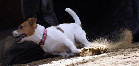A Jack Russell in action!