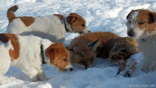 Jack Russellové po lovu lišky